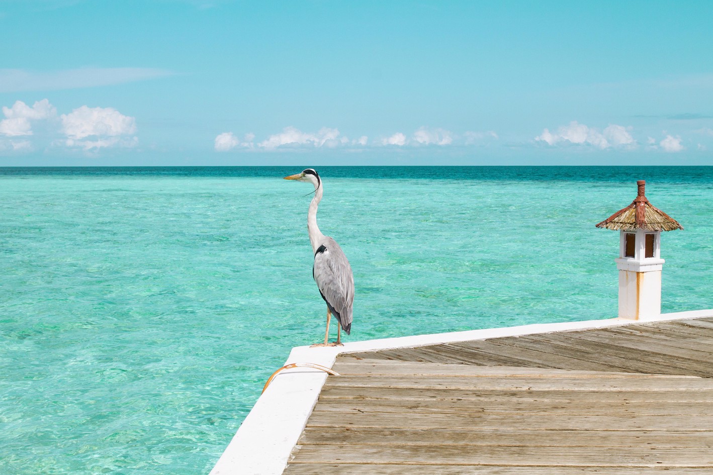 Отель Eriyadu Island Resort, Северный Мале Атолл: забронировать тур в  отель, фото, описание, рейтинг